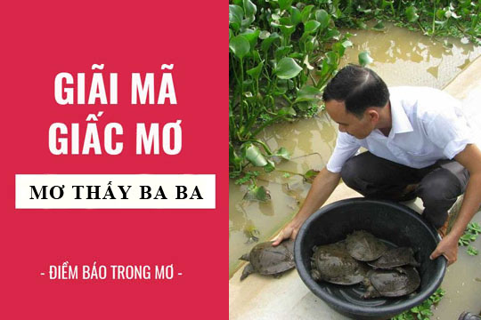 Giải mã ý nghĩa ẩn giấu bên trong giấc mơ thấy ba ba